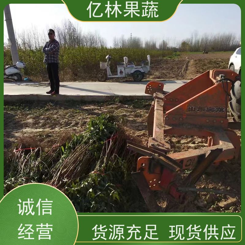 基地供应 冬桃苗 园林绿化果树苗 抗寒能力强 根系饱满成活率高