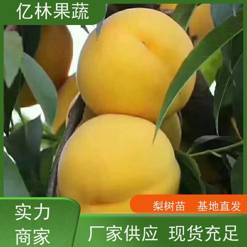 基地供应 油桃苗 盆栽地栽庭院桃树苗苗 果实饱满味道好