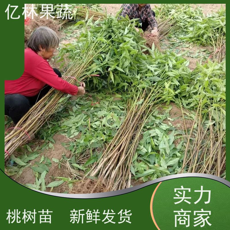 基地供应 黄桃苗 现挖现发新鲜 粗两公分 成活率高
