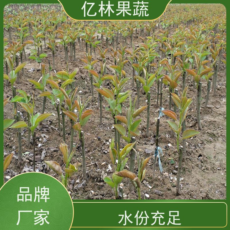 亿林苗木 晚熟桃树苗 三公分现挖现发 品种齐全 果实饱满味道好