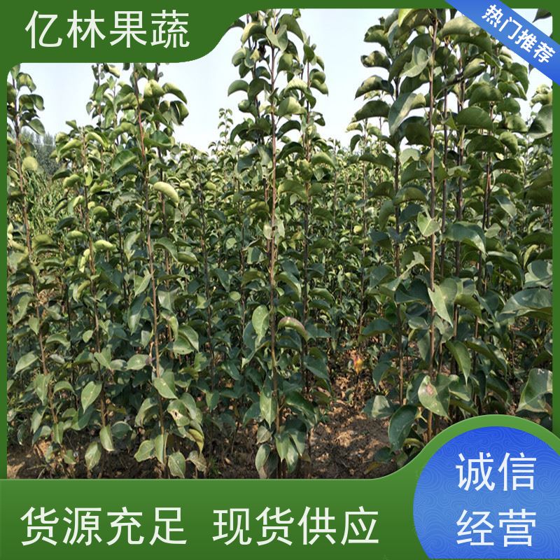 亿林苗木 园林嫁接桃苗 特产果树桃幼苗 成活率高