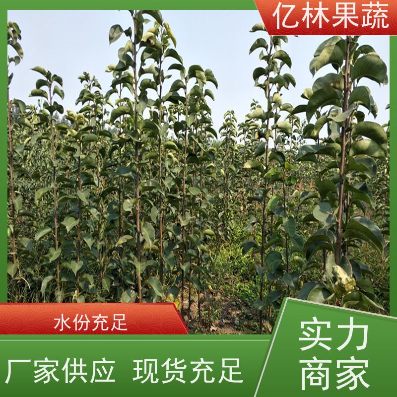 基地供应 黄桃苗 现挖现发新鲜 粗两公分 根系饱满成活率高
