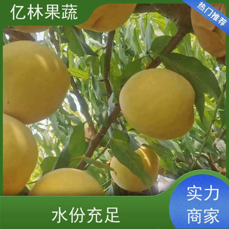 基地供应 园林嫁接桃苗 三公分现挖现发 品种齐全 根系饱满成活率高