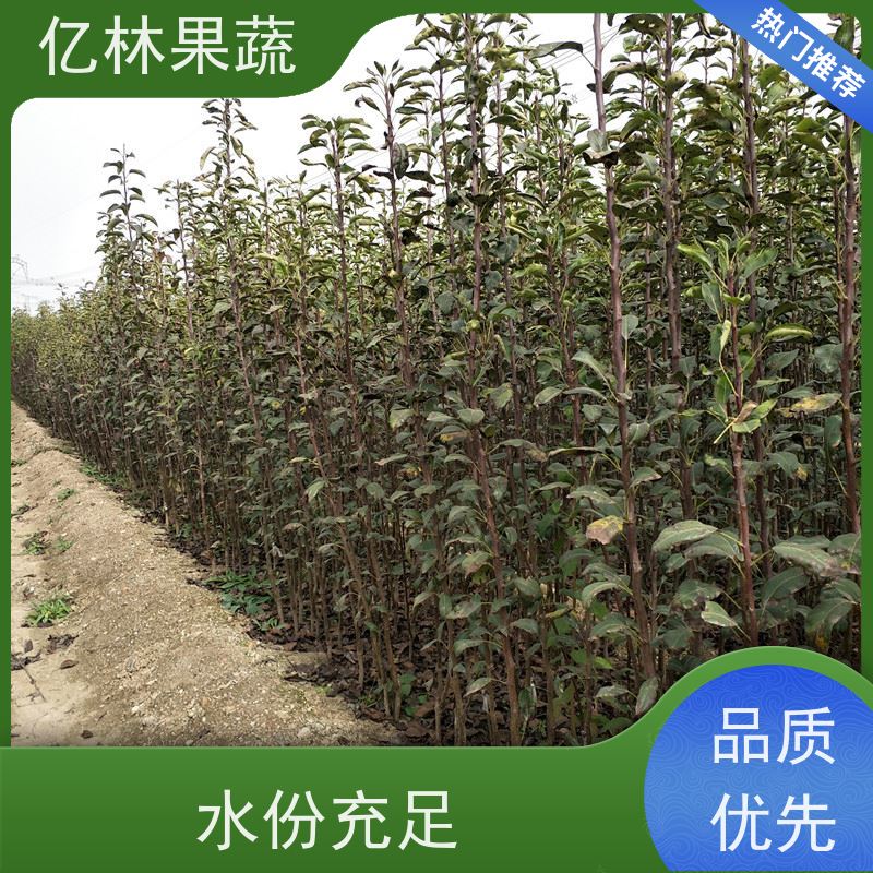 亿林苗木 黄桃苗 晚熟品种桃 口感脆甜 易栽培桃树苗
