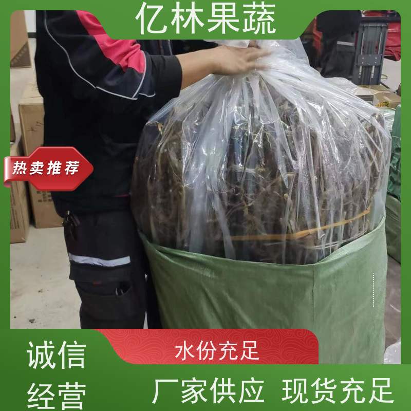 亿林苗木 冬桃苗 嫁接技术指导 抗寒能力强 成活率高