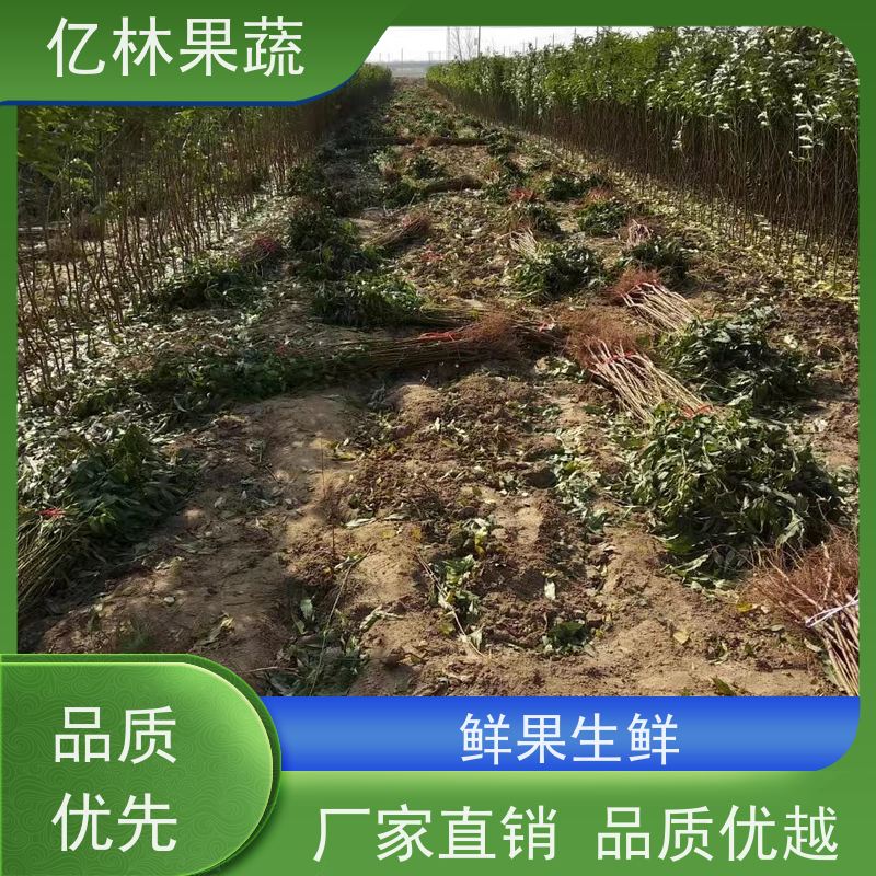 亿林苗木 桃树苗 嫁接技术指导 抗寒能力强 果实饱满味道好