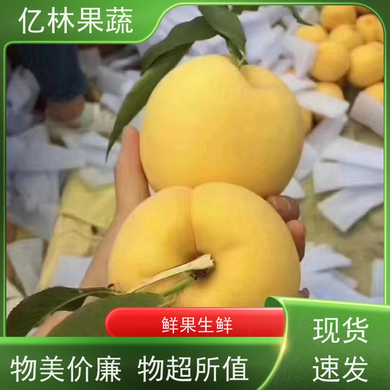 亿林苗木 黄桃苗 晚熟品种桃 口感脆甜 果实饱满味道好