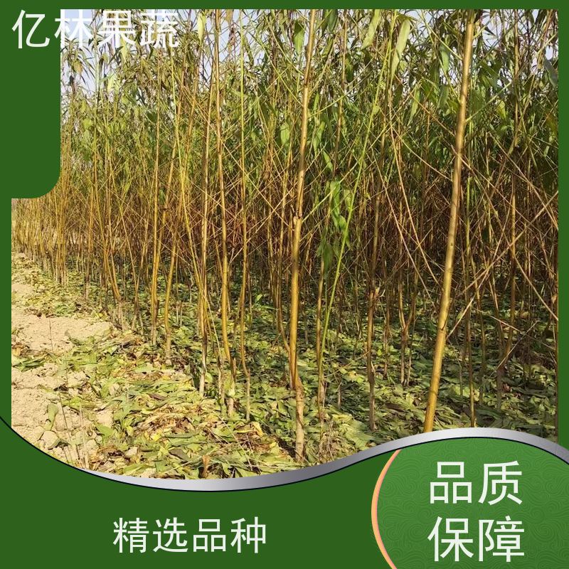 亿林苗木 晚熟桃树苗 三公分现挖现发 品种齐全 成活率高