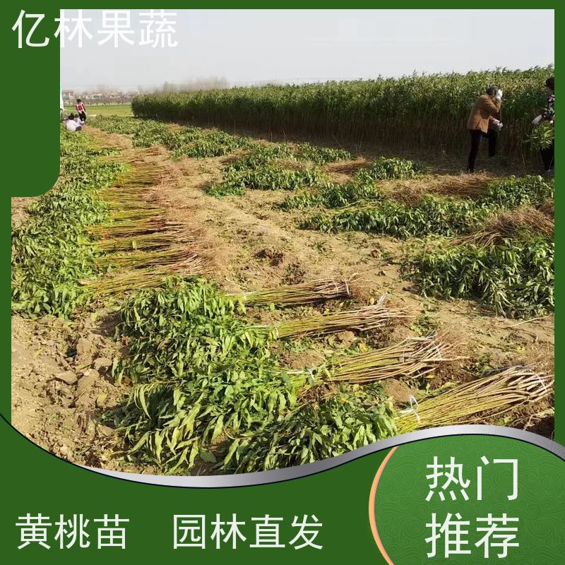 基地供应 冬桃苗 新品种挑苗 香甜可口 成活率高