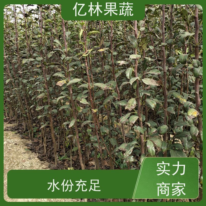 基地供应 晚熟桃树苗 三公分现挖现发 品种齐全 果实饱满味道好