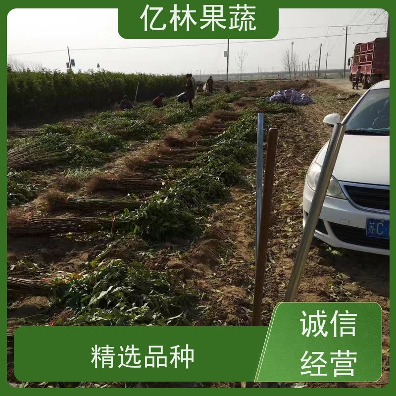 亿林苗木 园林嫁接桃苗 晚熟品种桃 口感脆甜 果实饱满味道好