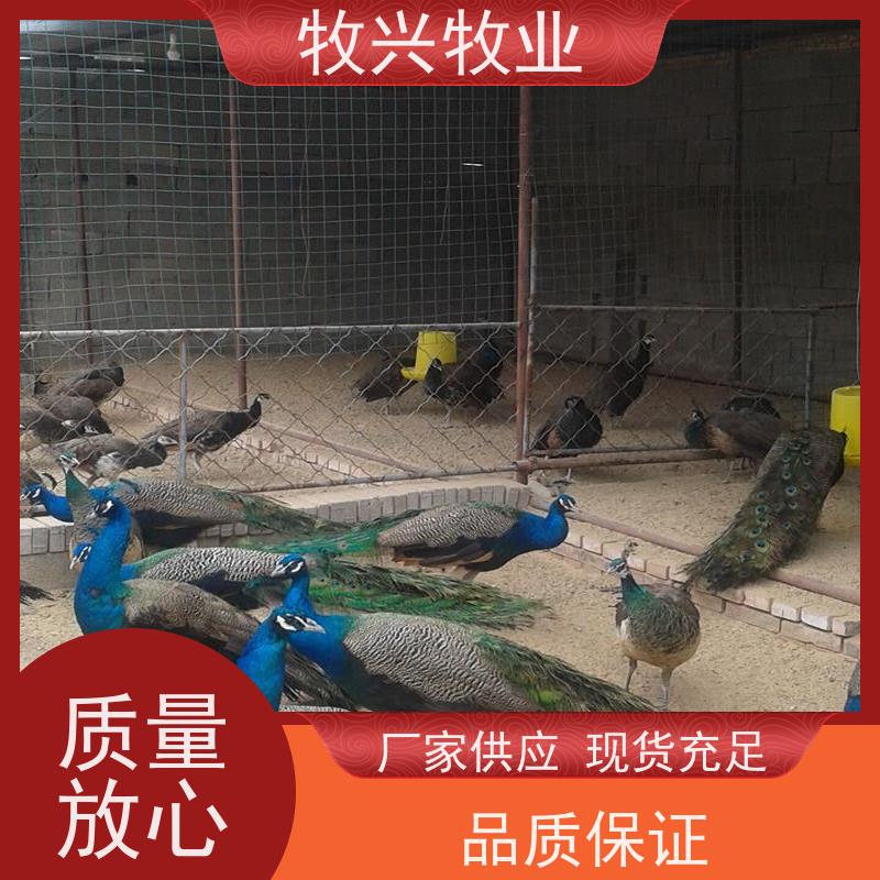 湘乡出售小孔雀出售孔雀苗 