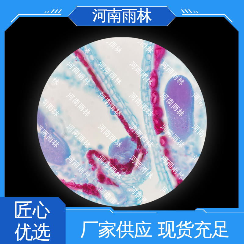 专业 质量保障 售后无忧 显微标本 雨林教育工程