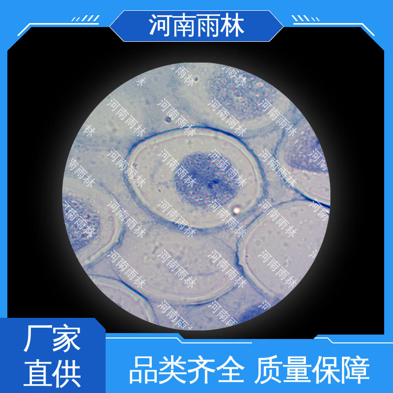雨林教育工程 教学切片 可后期加工 颜色鲜亮 个性化定做