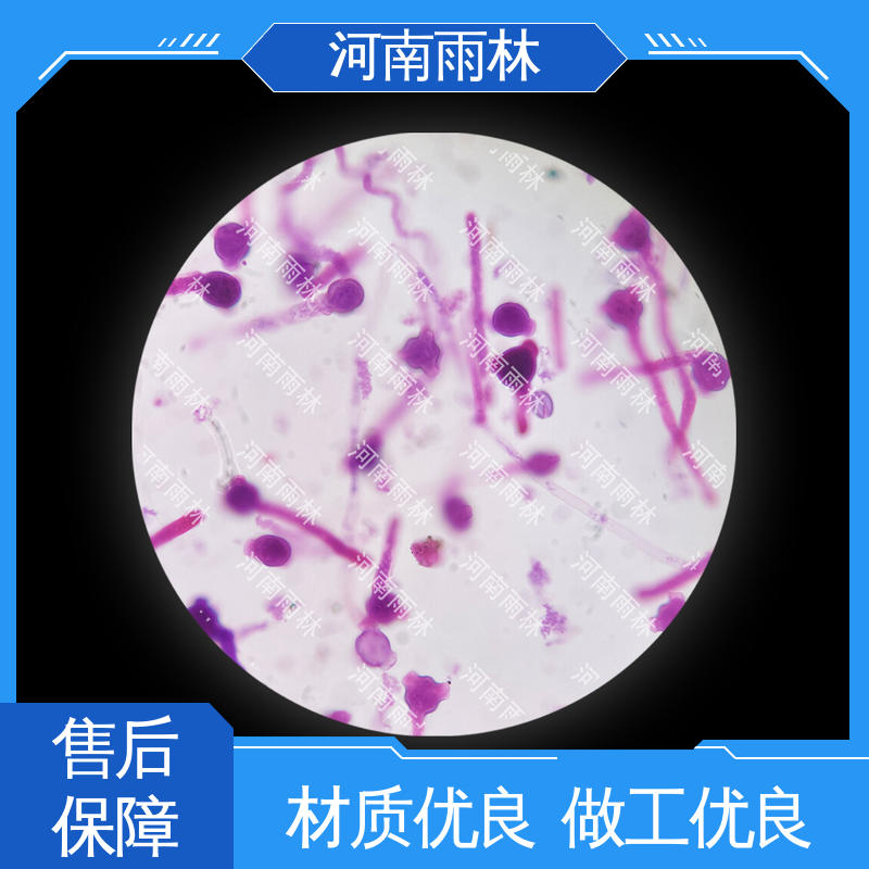 源头工厂 生物切片 可提供材料 一对一质检 雨林教育