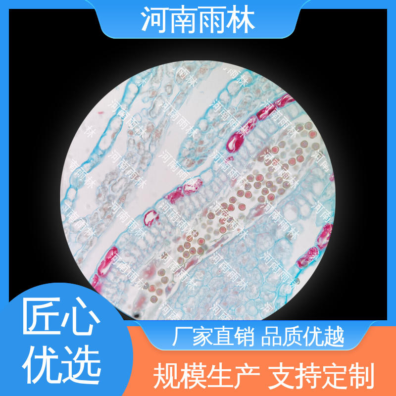 一对一质检 个性化定做 显微标本 质量优 雨林教育工程