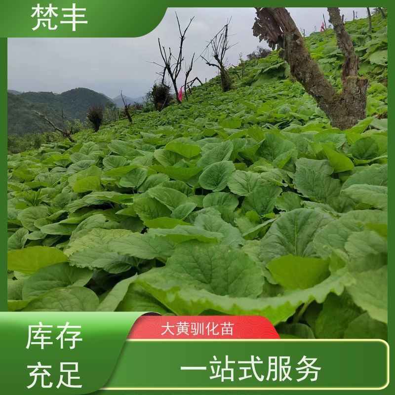 梵丰 大黄驯化种子 成活率高 品质好 库存充足 厂家供应