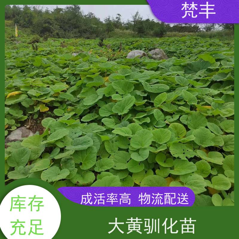 梵丰 大黄管理方法 原产地 种植基地 长期供应 诚信经营