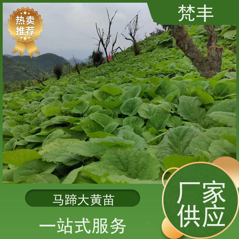 梵丰 马蹄大黄苗 原产地 种植基地 盆栽耐寒易活苗