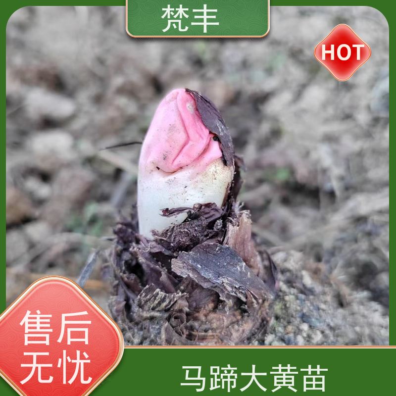 梵丰 马蹄大黄苗 活抗虫害全国发货 基地直发 品质好