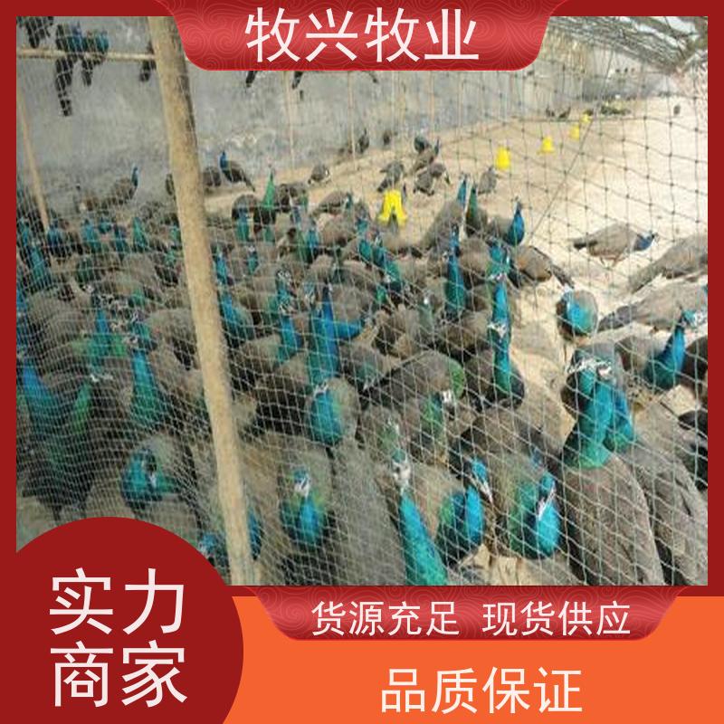 攀枝花出售孔雀观赏孔雀 