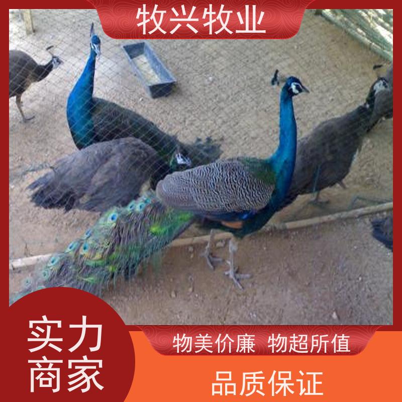 吉安出售孔雀家庭养殖 