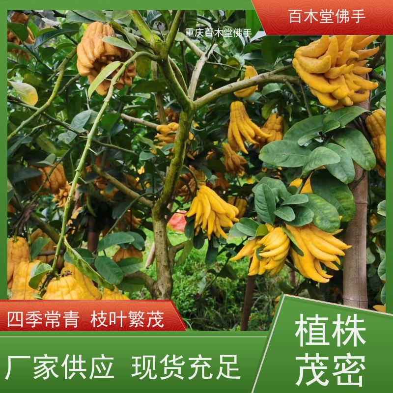 百木堂 中药材种植 树形丰富 成活率高 园林景区栽植