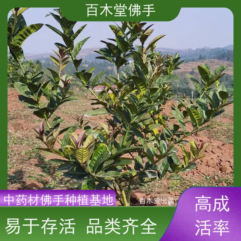 百木堂 中药材种植 树形丰富 成活率高 种苗基地直供