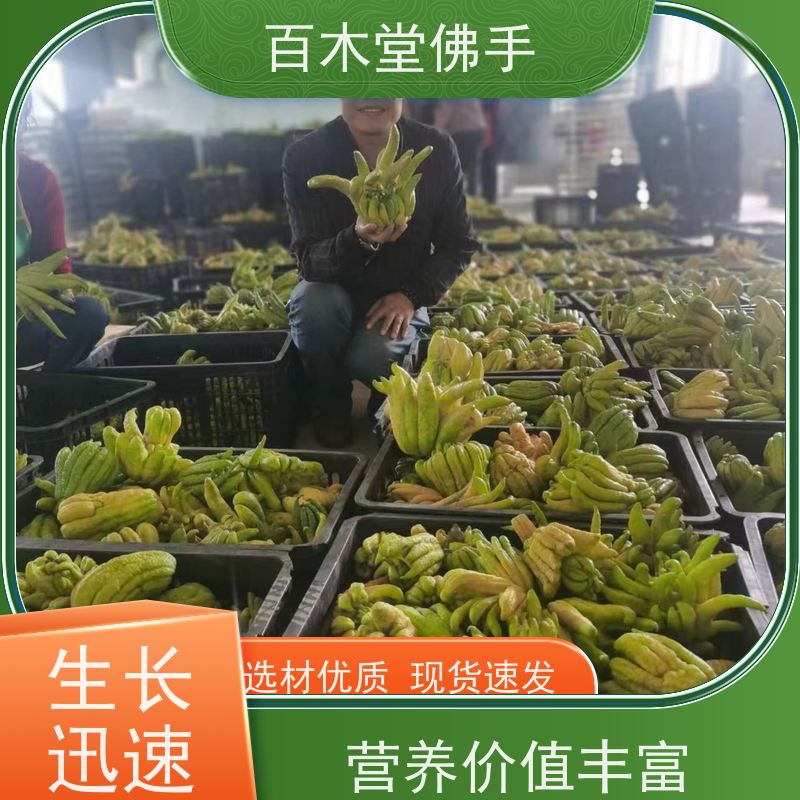 百木堂 中药材种植 树形丰富 成活率高 道路绿化行道苗