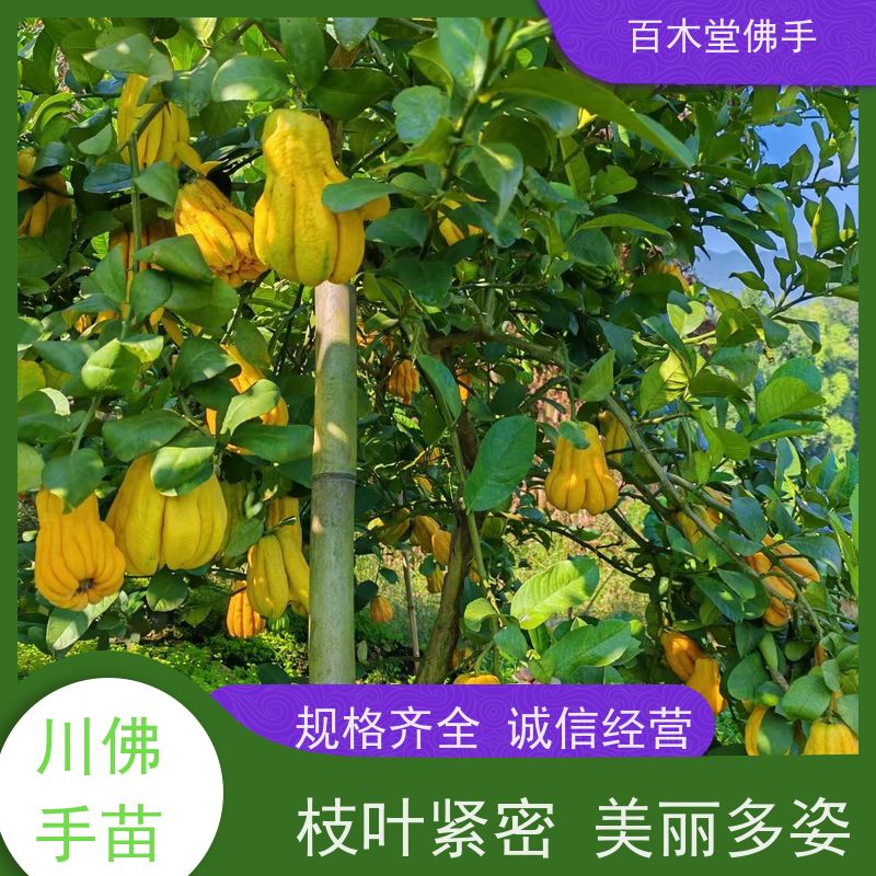百木堂种苗基地直供柠檬种植枝叶紧密 美丽多姿