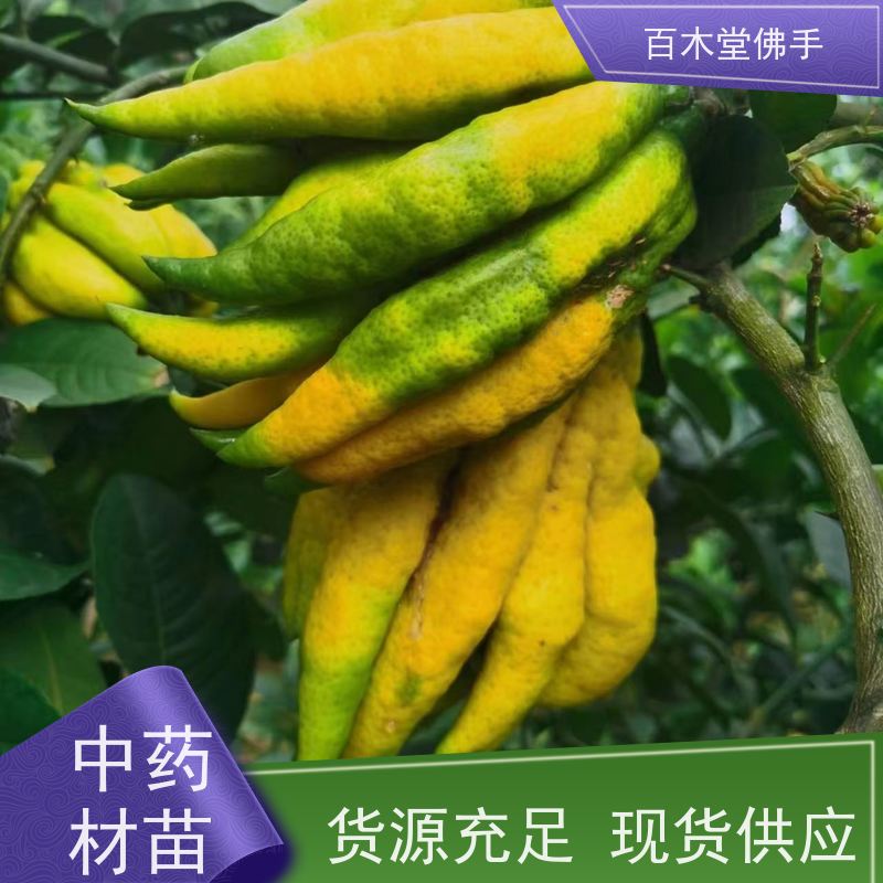 百木堂园林景区栽植中药材佛手苗种植树形丰富 生长迅速