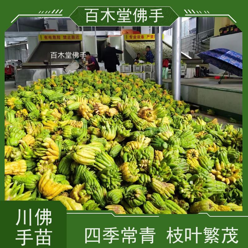 百木堂 中药材种植 枝叶紧密 美丽多姿 种苗基地直供