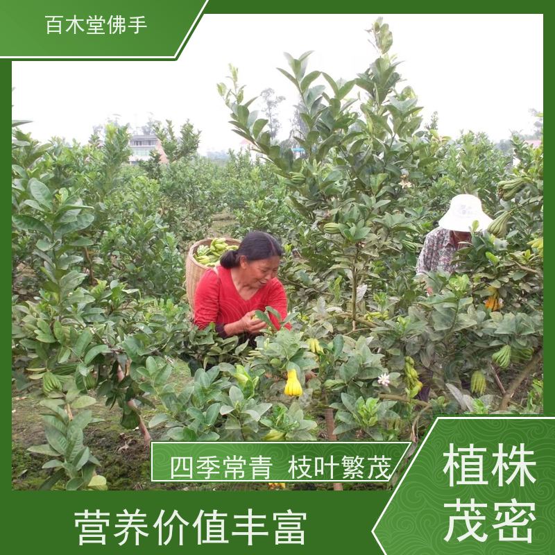百木堂种苗基地直供白芨种植造型优美 成活率高