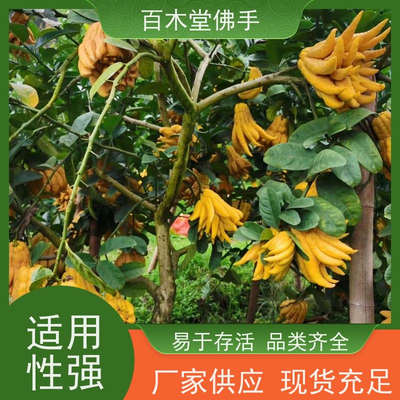百木堂城市景观绿化树 中药材种植植株茂密 成活率高