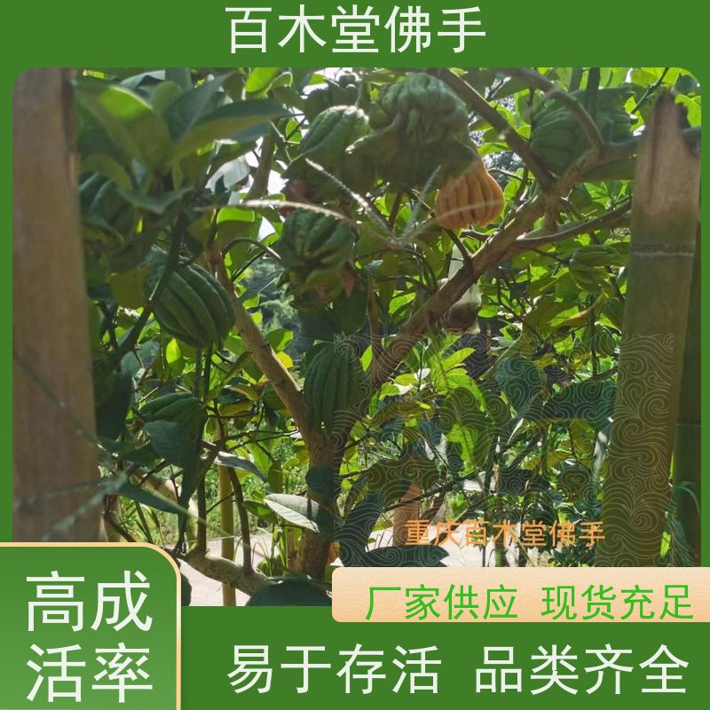 百木堂 良种佛手苗种植 树形丰富 成活率高 植株茂密 用途广泛