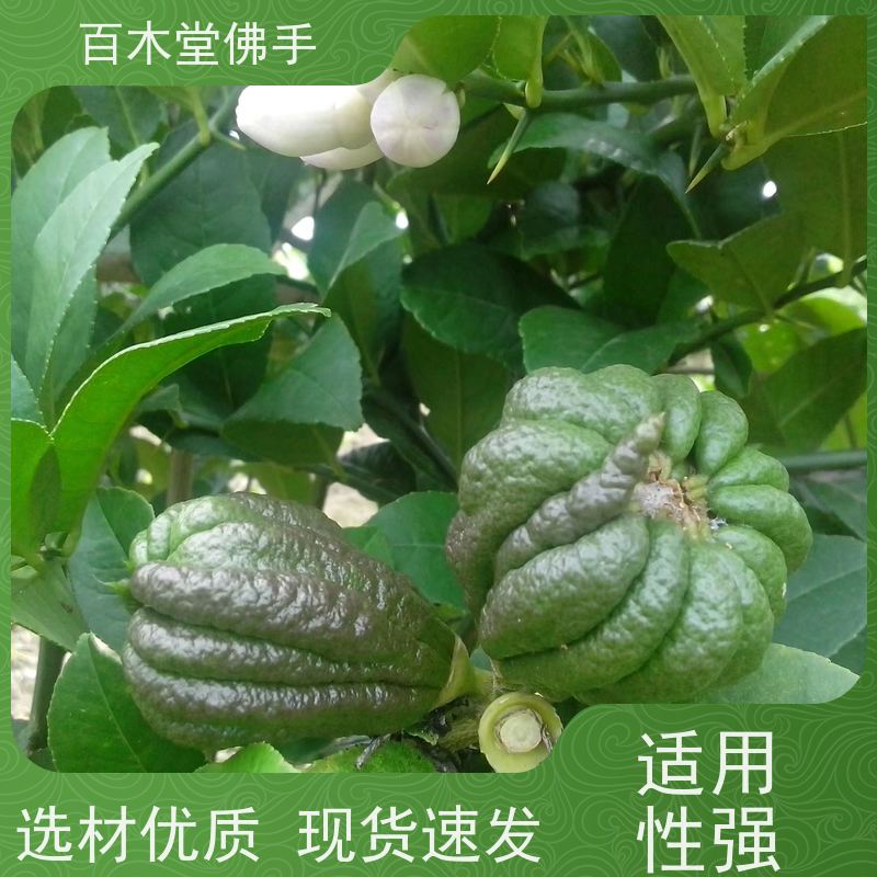 百木堂 中药材种植 枝叶紧密 美丽多姿 道路绿化行道苗