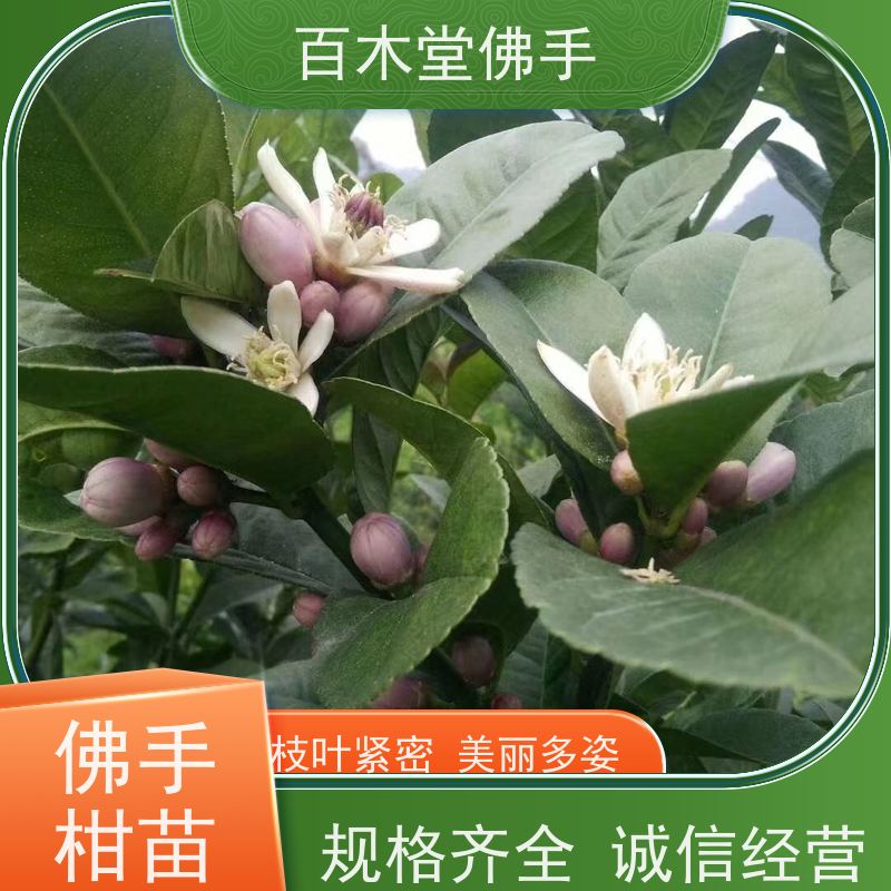 百木堂园林景区栽植石菖蒲种植易成活生长迅速