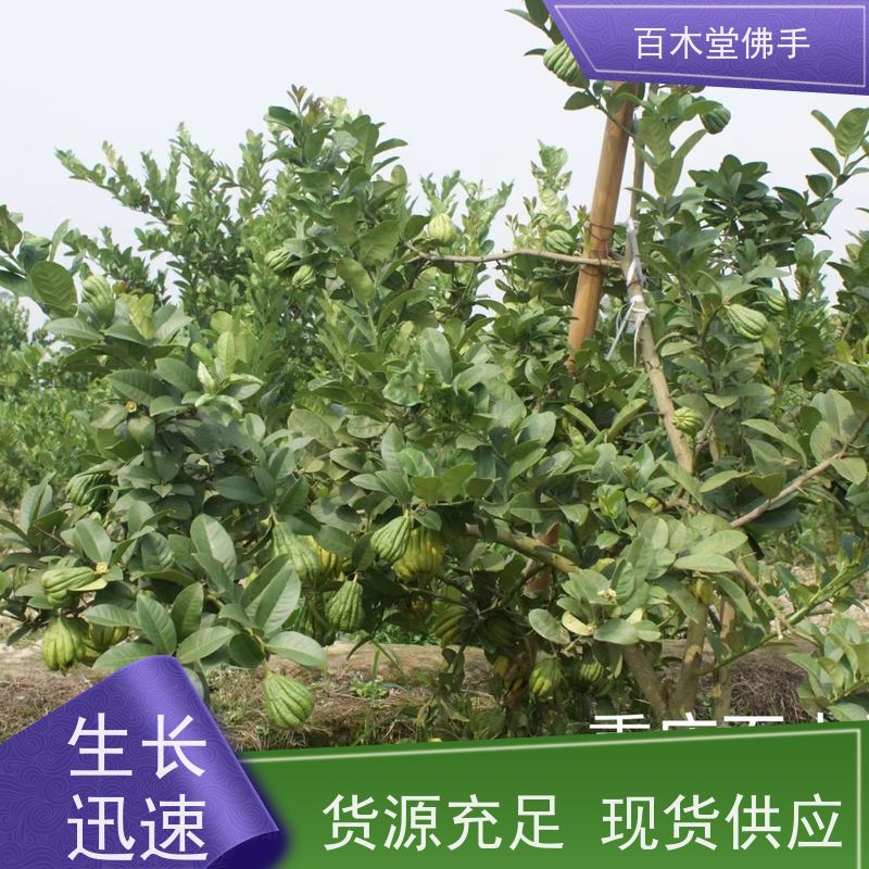 百木堂 良种佛手苗种植 树形丰富 成活率高 用于庭院装饰