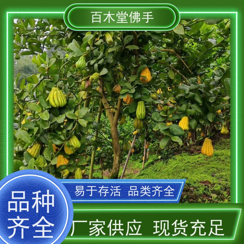 百木堂 佛手柑 树形丰富 成活率高 种苗基地直供