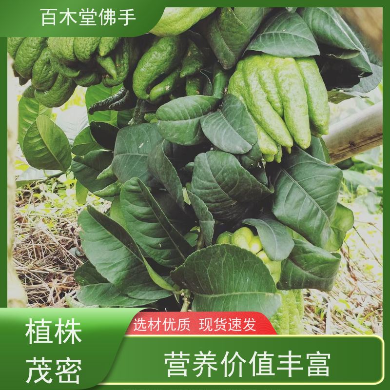 百木堂 良种佛手苗种植 树形丰富 成活率高 道路绿化行道苗