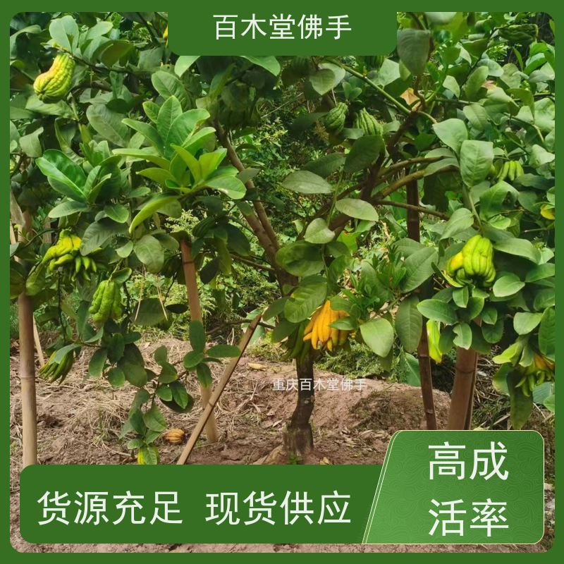 百木堂 佛手柑苗种植技术 生长迅速 品种齐全 城市景观绿化树