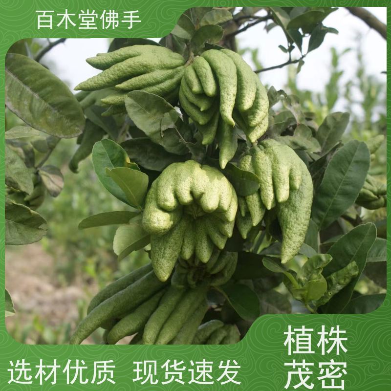 百木堂 佛手柑 树形丰富 成活率高 道路绿化行道苗