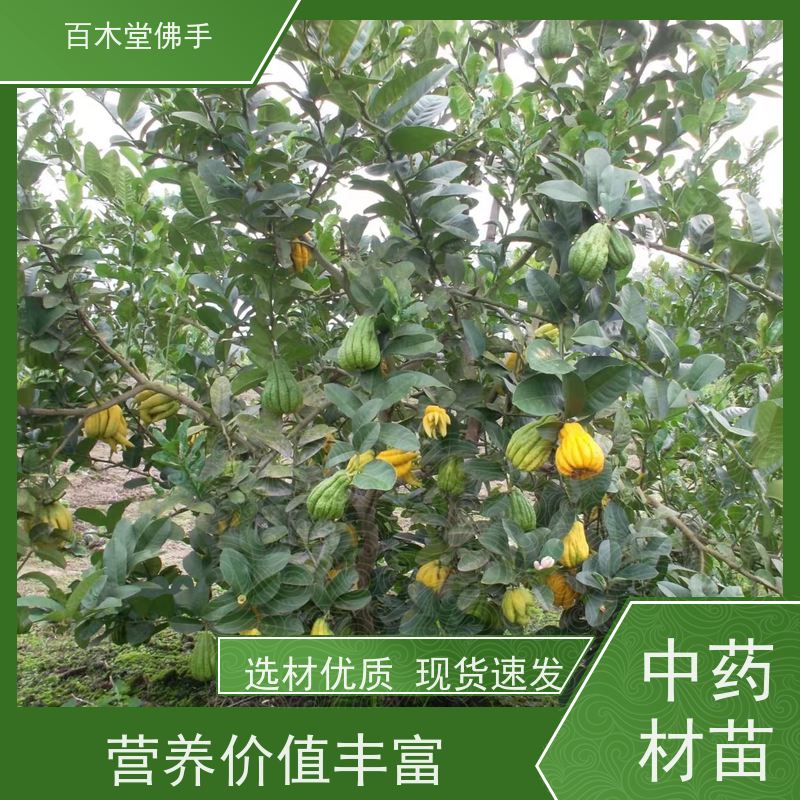 百木堂 中药材种植 适用性强 规格齐全 种苗基地直供