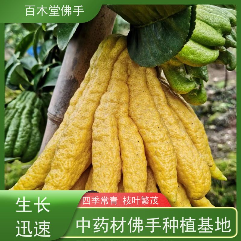百木堂道路绿化行道苗中药材佛手种植适用性强 附加值高