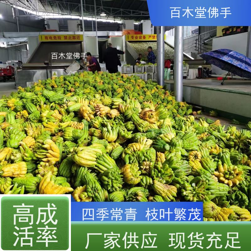 百木堂城市景观绿化树 柚子种植造型优美 规格齐全