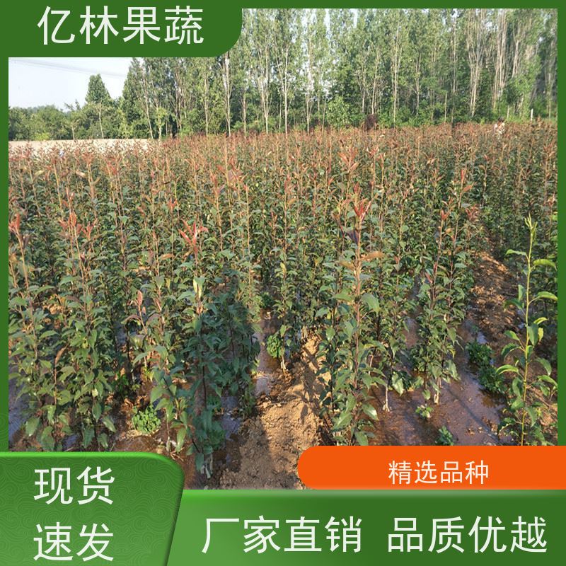 基地培育 冬桃苗 现挖现发 口感香甜 根系饱满成活率高