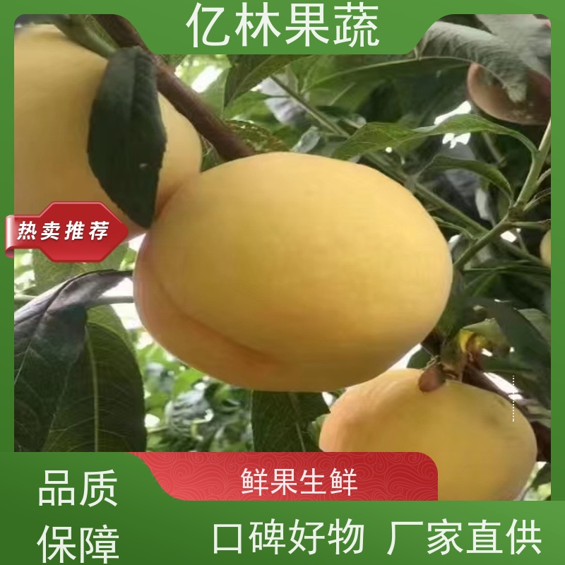 基地培育 园林嫁接桃苗 新品种挑苗 香甜可口 成活率高