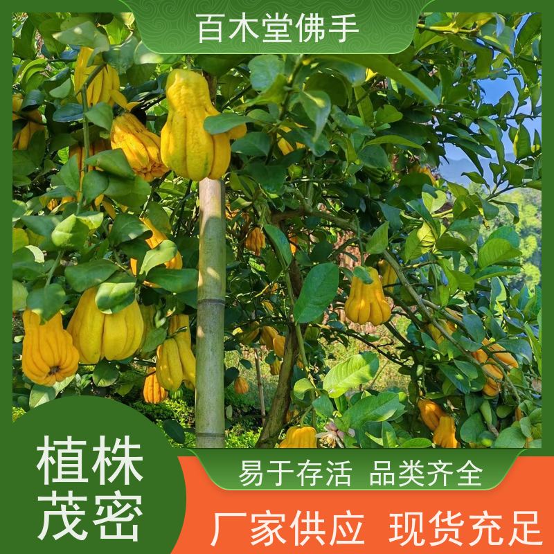 百木堂 中药材种植 适用性强 规格齐全 园林景区栽植