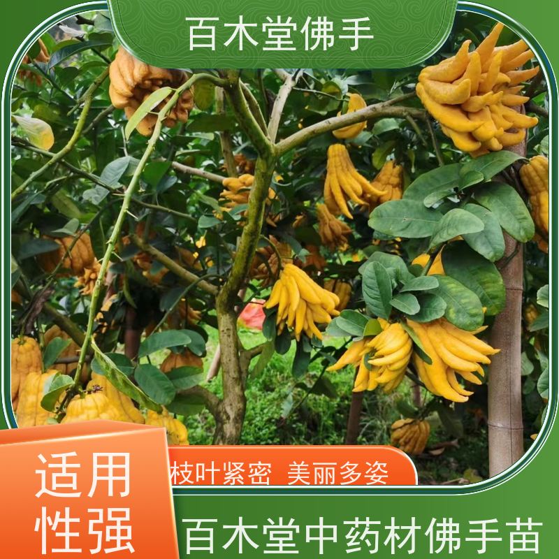 百木堂城市景观绿化树 前胡种植高成活率 美丽多姿