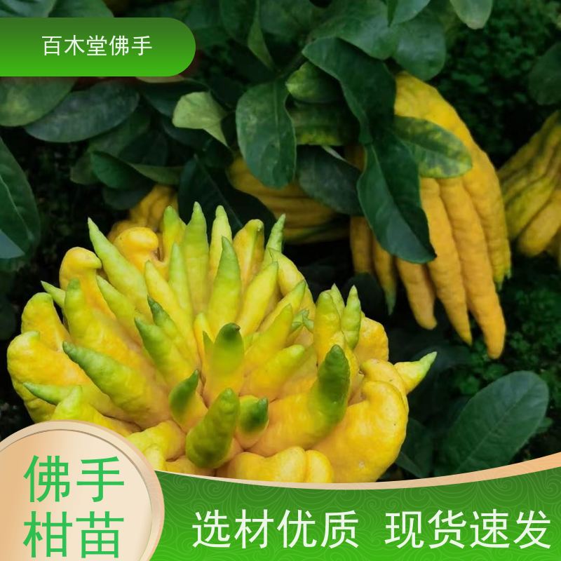 百木堂城市景观绿化树 白芨种植树形丰富 生长迅速